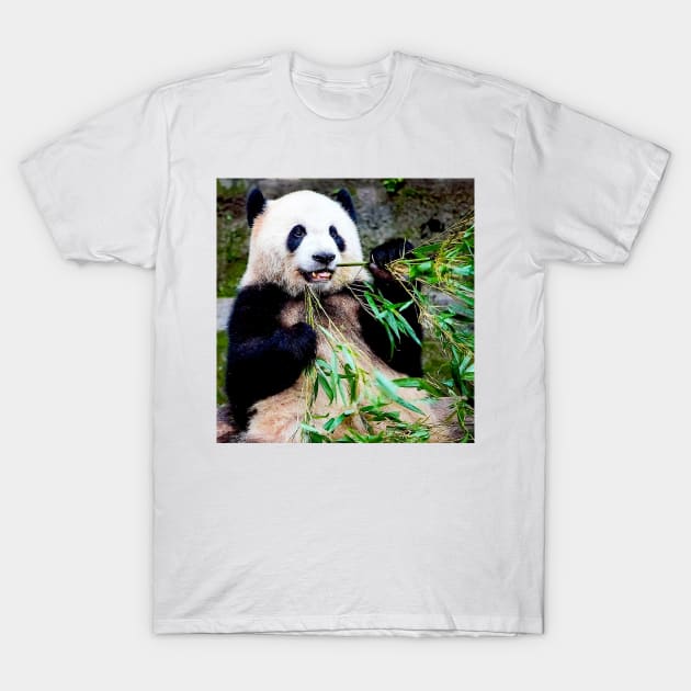 Giant Panda at Chongquing Zoo China Photograph Print T-Shirt by posterbobs